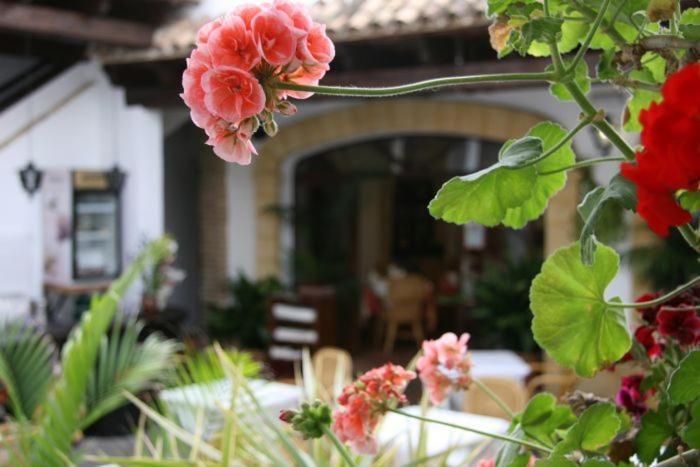 Hostal Torre De Guzman Кониль-де-ла-Фронтера Экстерьер фото